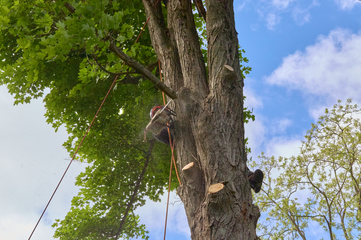 Tree Removal
